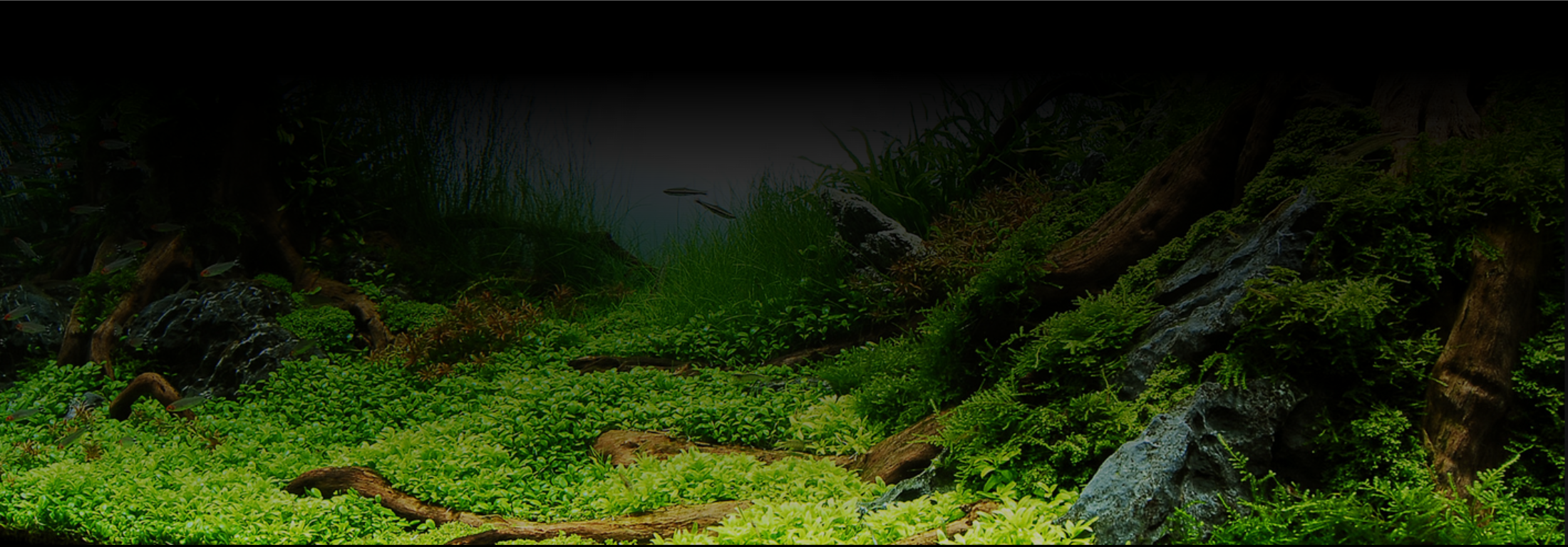 Slide background