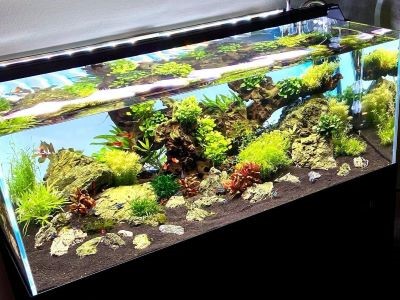 LED Beleuchtung Aquarium Süßwasser Giesemann Pulzar G3 Aquariumbeleuchtung